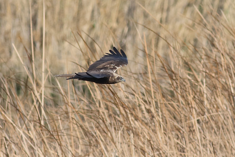 Aguilucho lagunero