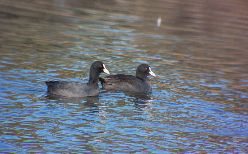 Fotja (Fulica atra)