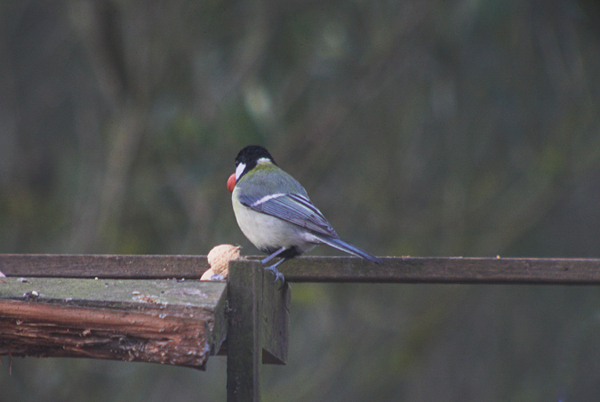 Mallerenga carbonera (Parus major)