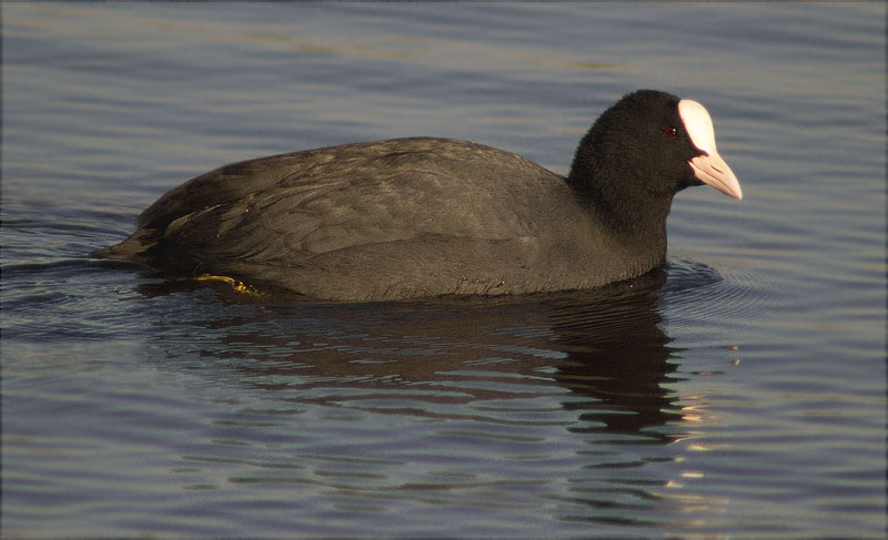 Fotja (Fulica atra)