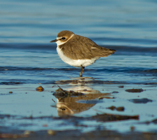 Corriol camanegre (Charadius alexandrinus)