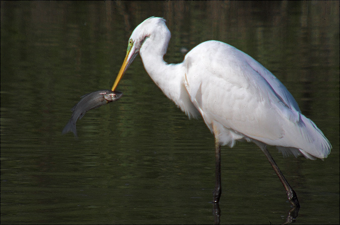 Agró blanc ( Egretta alba ) 1de2