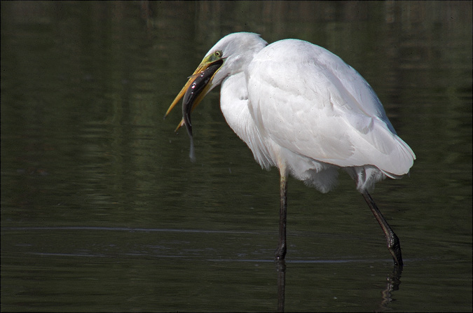 Agró blanc ( Egretta alba ) 2de2