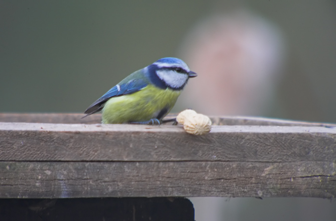 Mallerenga blava ( Parus caeruleus )