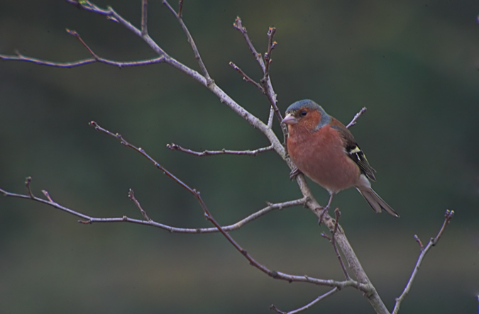 Pinsà comú (Fringilla coelebs)