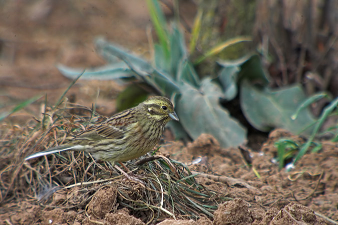 Gratapalles femella (Emberiza cirlus)