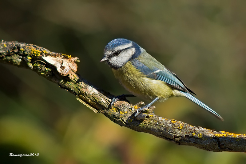 Ocells de la Garrotxa:Mallerenga Blava