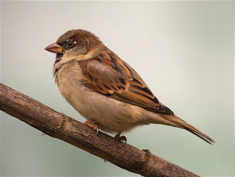 Mascle de Pardal comú (Passer domesticus)