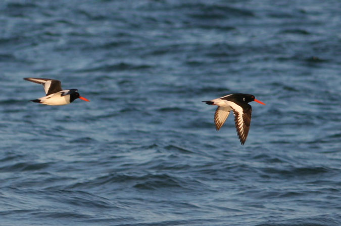 Garses de mar en vol. Haematopus ostralegus