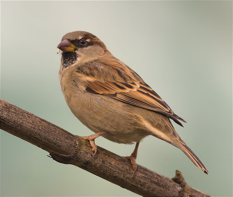 Mascle de Pardal comú (Passer domesticus)