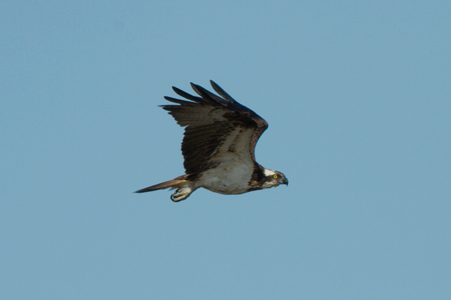 Àguila pescadora (Pandion haliaetus)