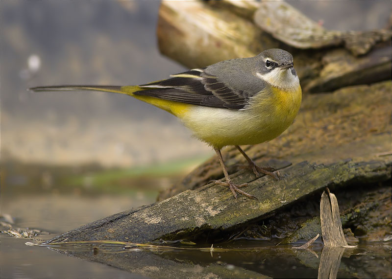 Femella de Cuereta torrentera (Motacilla cinerea)