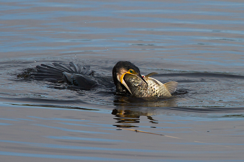 Corb marí gros I (Phalacrocorax carbo)