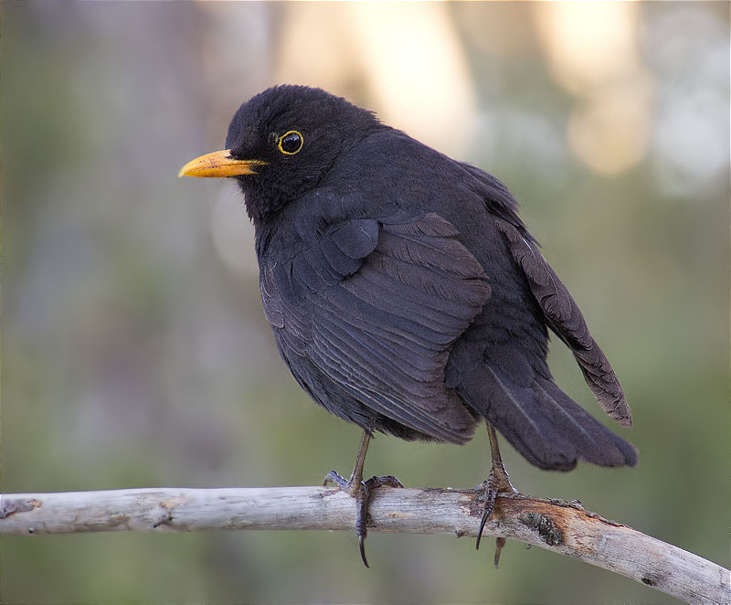 Mascle de Merla (Turdus merula)