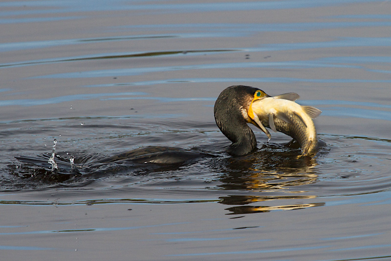 Corb marí gros II (Phalacrocorax carbo)