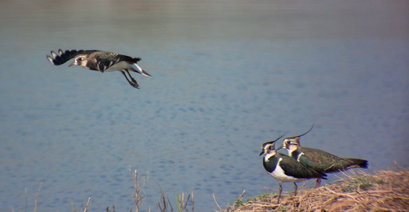 Fredeluga (Vanellus vanellus)