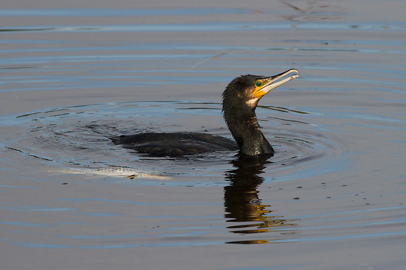 Corb marí gros III (Phalacrocorax carbo)