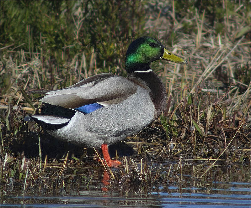 Mascle d'Ànec collverd (Anas platyrhynchos)