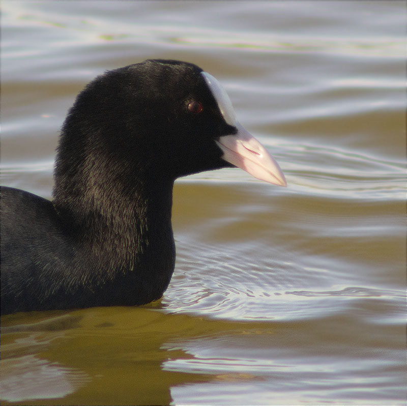 Fotja (Fulica atra)