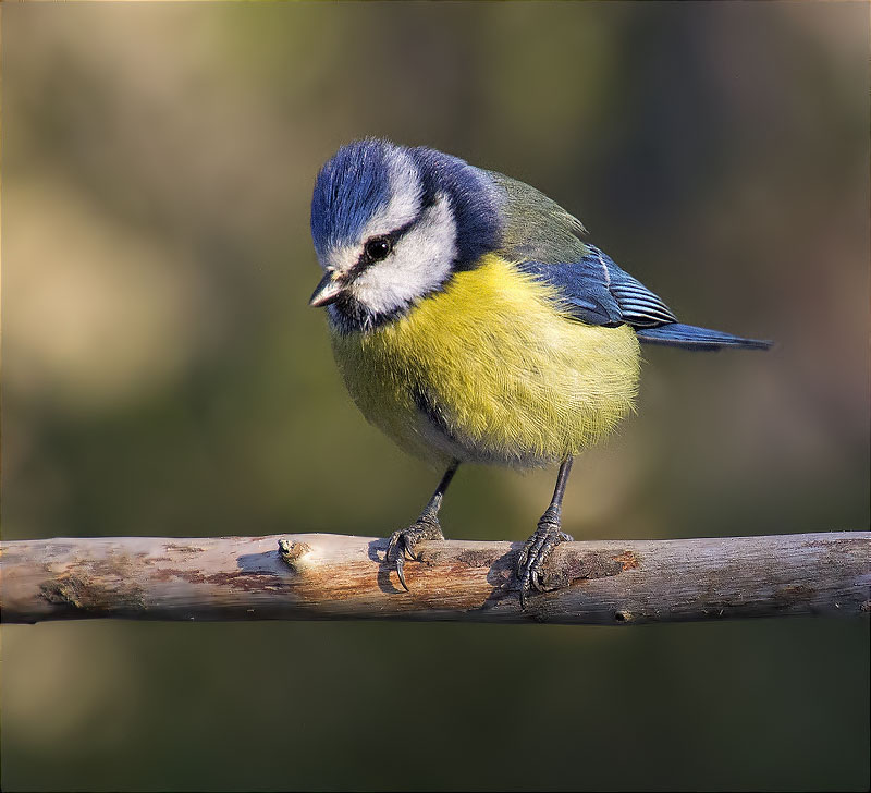 Mallerenga blava (Cyanistes caeruleus)