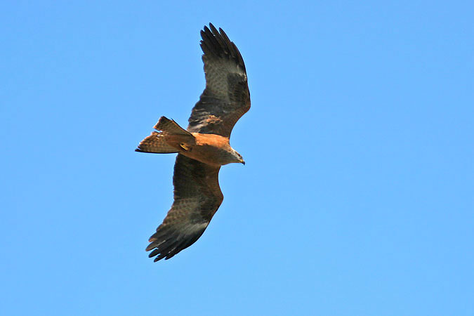 Milà negre jove. Milvus migrans.