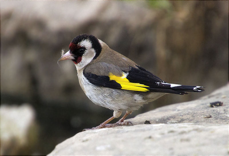 Cadernera (Carduelis carduelis)