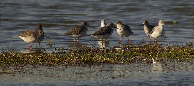 Grup de Gambes roges pintades i Gambes verdes