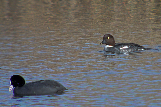 Morell d'ulls grocs (Bucephala clangula)