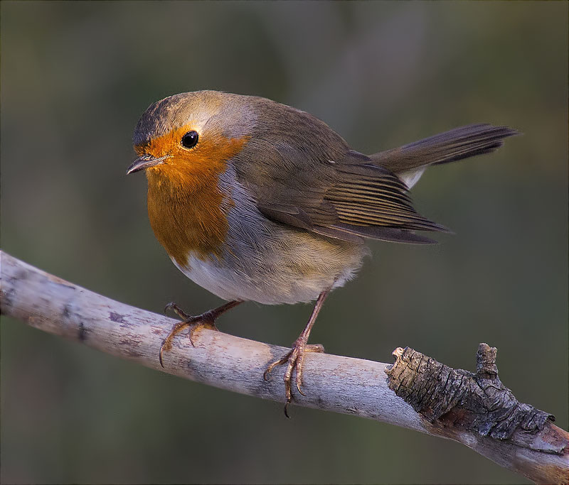 Pit roig (Erithacus rubecola)