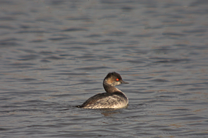 Cabussó collnegre (Podiceps nigricollis)