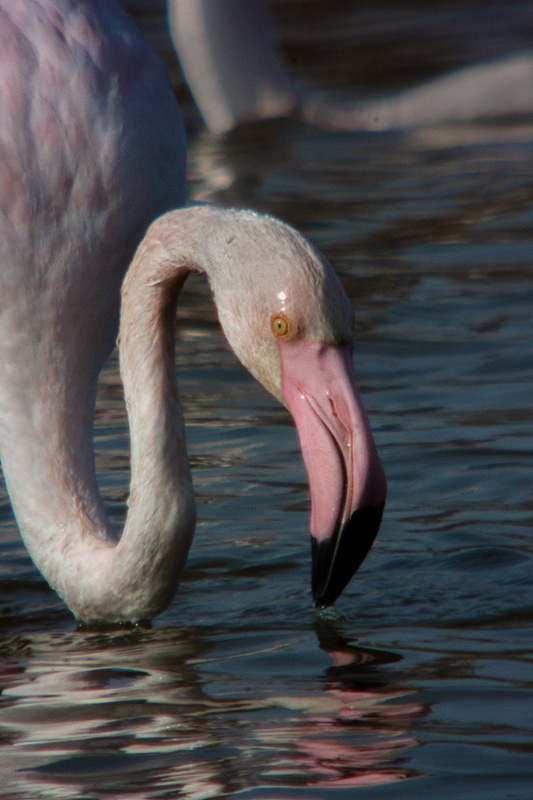 Flamenc (Phoenicopterus ruber)