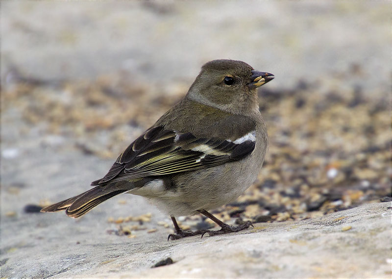 Femella de Pinsà comú (Fringilla coelebs)