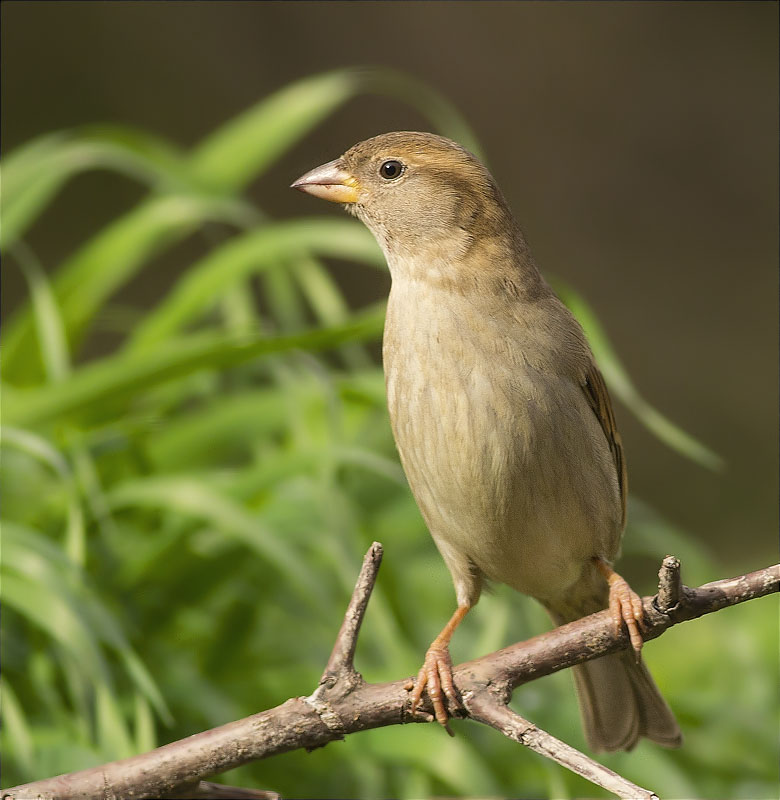 Femella de Pardal comú (Passer domesticus)