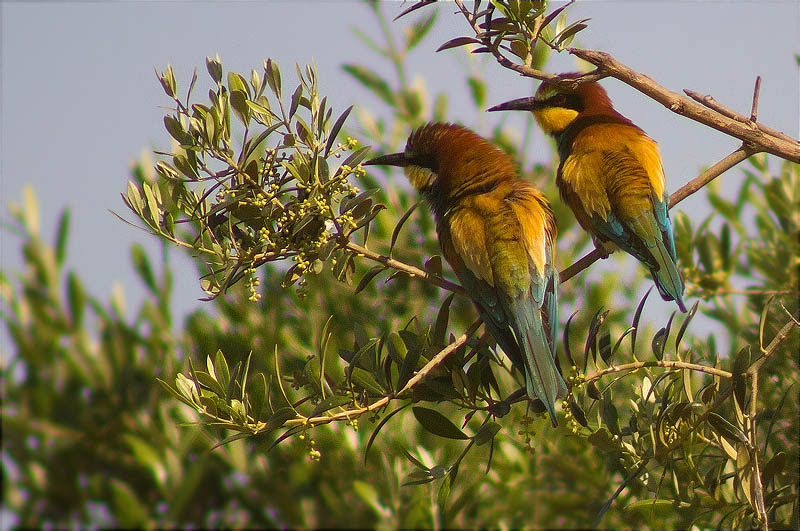 Abellerol (Merops apiaster)