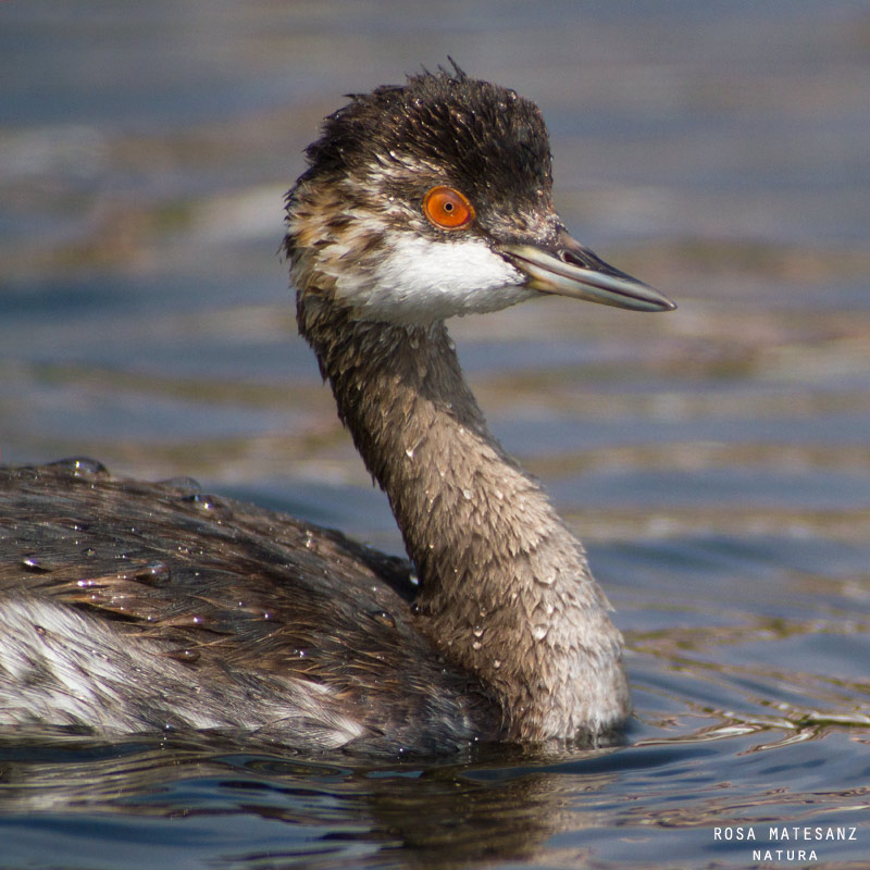 Cabussó collnegre (Podiceps nigricollis)