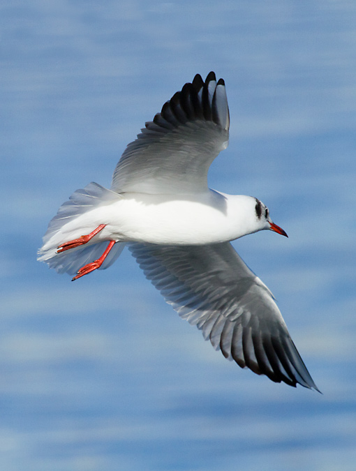 Gavina vulgar (Larus ridibundus)