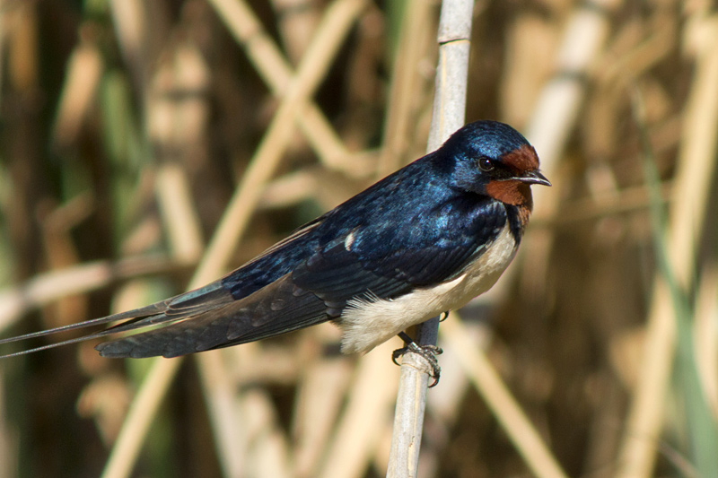 Oreneta vulgar (Hirundo rustica)