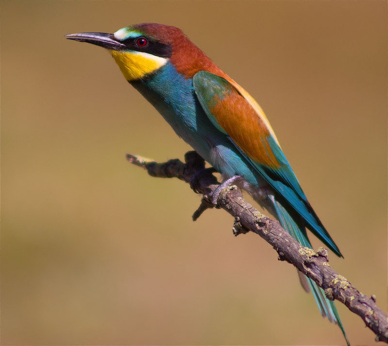 Abellerol (Merops apiaster)