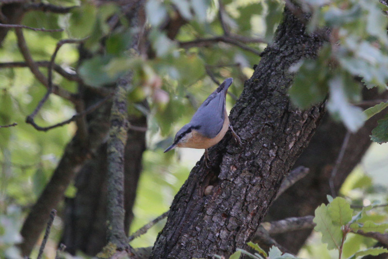 Pica-soques blau (Sitta europaea)