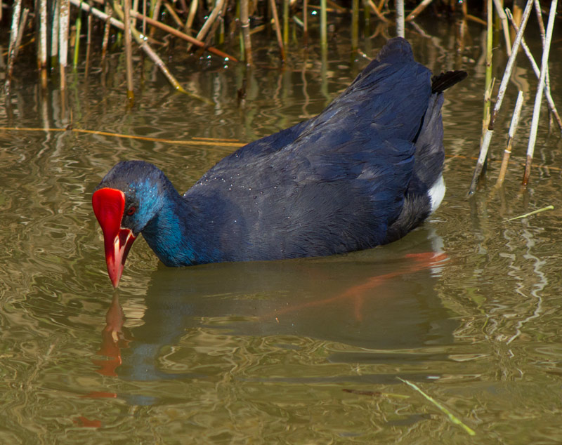 Polla blava (Porphyrio porphyrio)