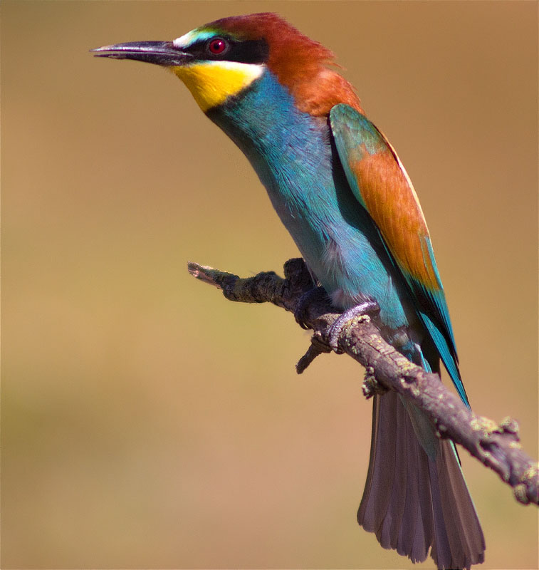 Abellerol (Merops apiaster)