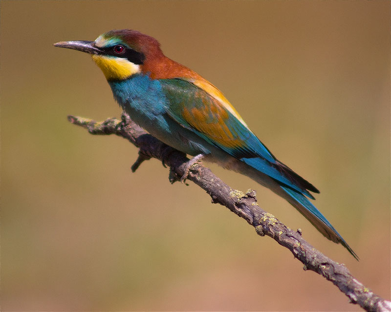 Abellerol (Merops apiaster)