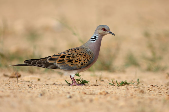 Tórtora comuna. Streptopelia turtur