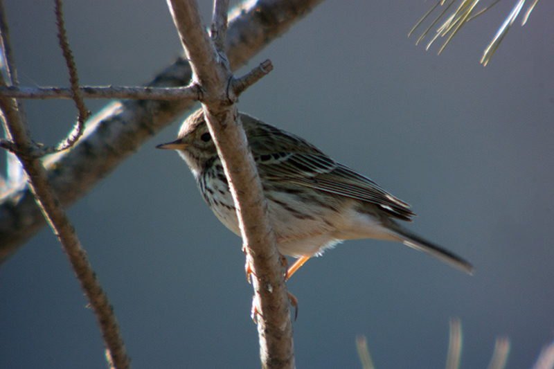 Piula dels arbres (Anthus trivialis)