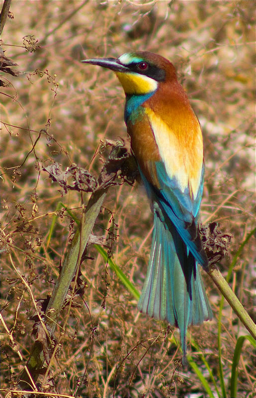 Abellerol (Merops apiaster)