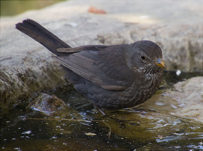 Femella de Merla (Turdus merula)