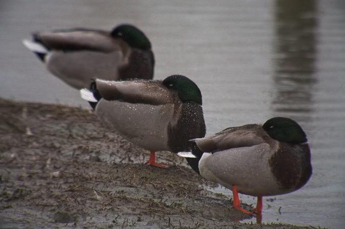 Ànec Collverd (Anas platyrhynchos)