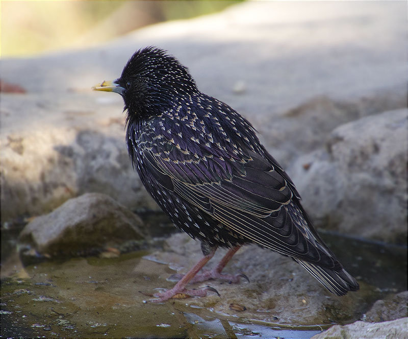 Estornell vulgar (Sturnus vulgaris)