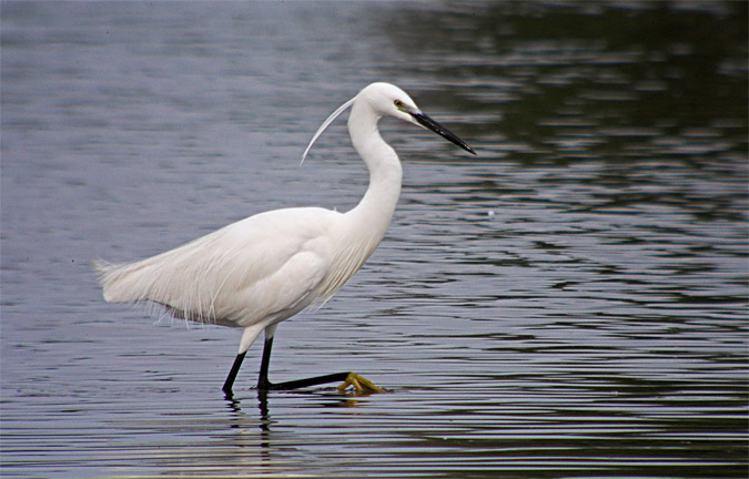 Martinet blanc (Egretta garzetta)