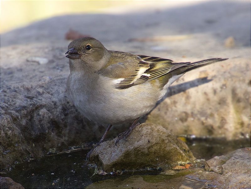 Femella de Pinsà comú (Fringilla coelebs)